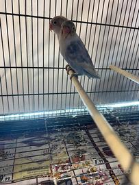 Fischer è una coppia