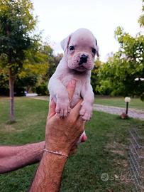 Cucciolo boxer bianco