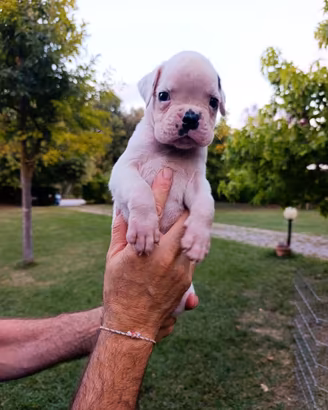 Cucciolo boxer bianco