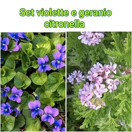 set  violette e gerani citronella 