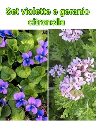 set  violette e gerani citronella 