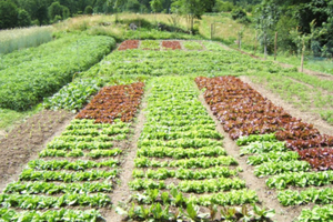 Orti e cooperazione agricola