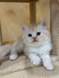 Disponibili splendidi cuccioli di persiano