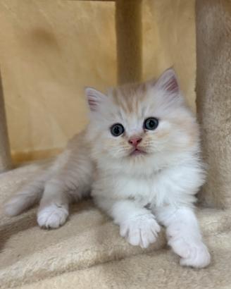 Disponibili splendidi cuccioli di persiano
