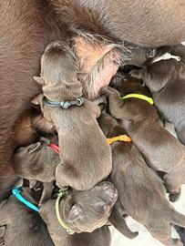 Labrador Chocolate