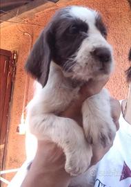 Spinone italiano