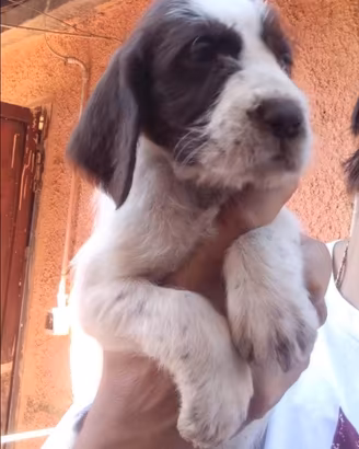 Spinone italiano