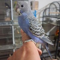 Pappagalli cocorite allevati a mano