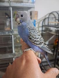 Pappagalli cocorite allevati a mano