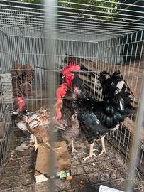 Gallo