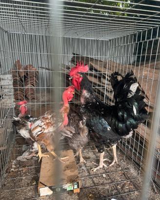 Gallo