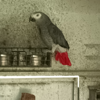 Maschio adulto di cenerino