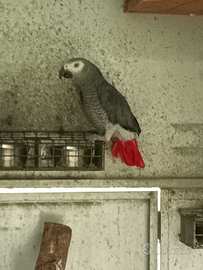 Maschio adulto di cenerino