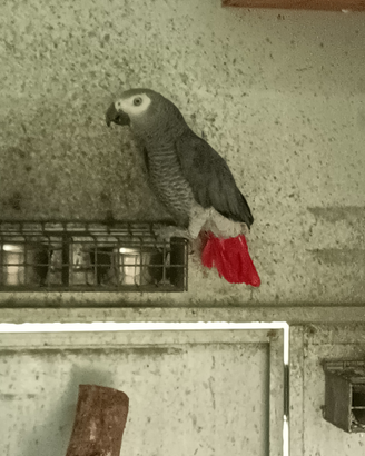 Maschio adulto di cenerino