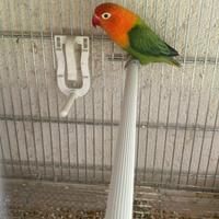 Inseparabili fischer o personata