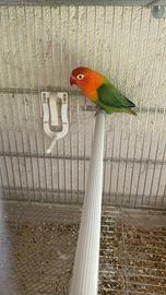 Inseparabili fischer o personata