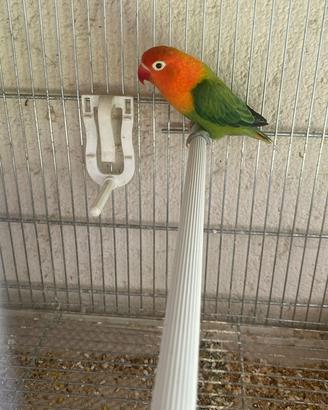 Inseparabili fischer o personata