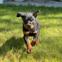 Rottwailler cuccioli