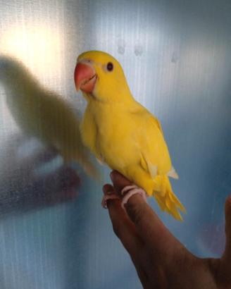 Baby imbecco parrocchetti dal collare pulli