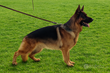 Pastore tedesco per monta