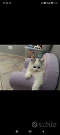Gatto PERSIANO maschio 3 MESI