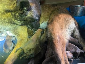 Pastore Belga Malinois