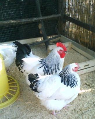 Galline ovaiole Sussex