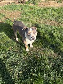 Pitbull ukc