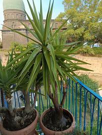 Yucca gigantea a tre rami (Spineless yucca)