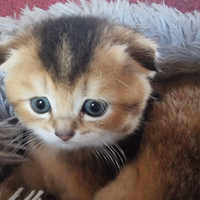 Gattini scottish fold e straight