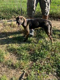 Incrocio Maremmano/Posavac Hound