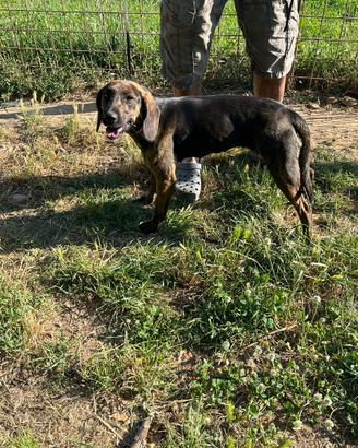 Incrocio Maremmano/Posavac Hound