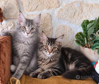 Cuccioli Maine Coon