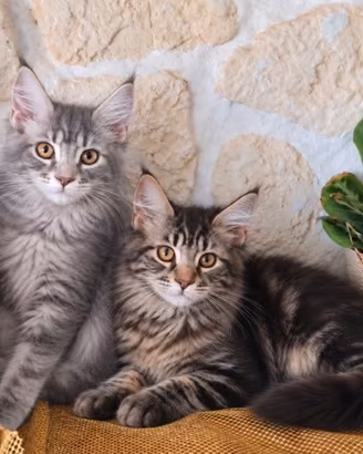 Cuccioli Maine Coon