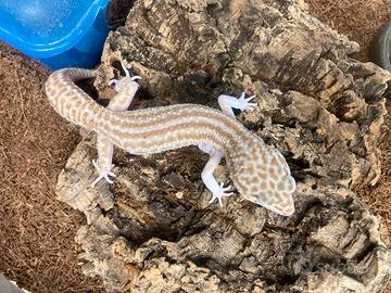 Geco leopardino