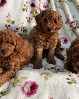 Cuccioli di barboncino
