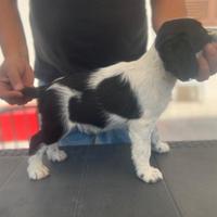 Springer spaniel