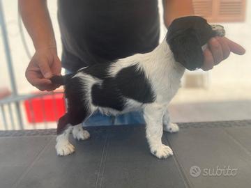 Springer spaniel