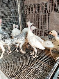Cuccioli di tacchino. ermellinati di Rovigo
