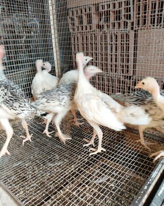 Cuccioli di tacchino. ermellinati di Rovigo