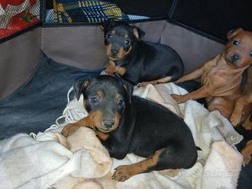 Cuccioli di pinscher