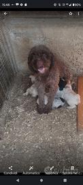 Cuccioli da tartufo