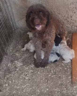Cuccioli da tartufo