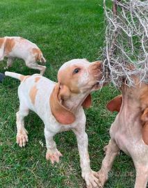 Cuccioli bracco italiano