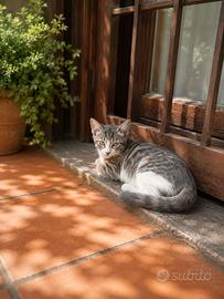 6 Gattini in attesa di padrone