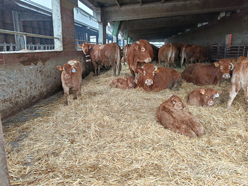 Intero allevamento vacche limousine