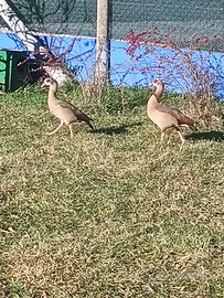 Oche del Nilo adulte