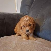 Cucciolata di barboncini mini toy