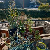 Piante succulente: aloe, agave, gasteria, kalancho