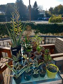 Piante succulente: aloe, agave, gasteria, kalancho